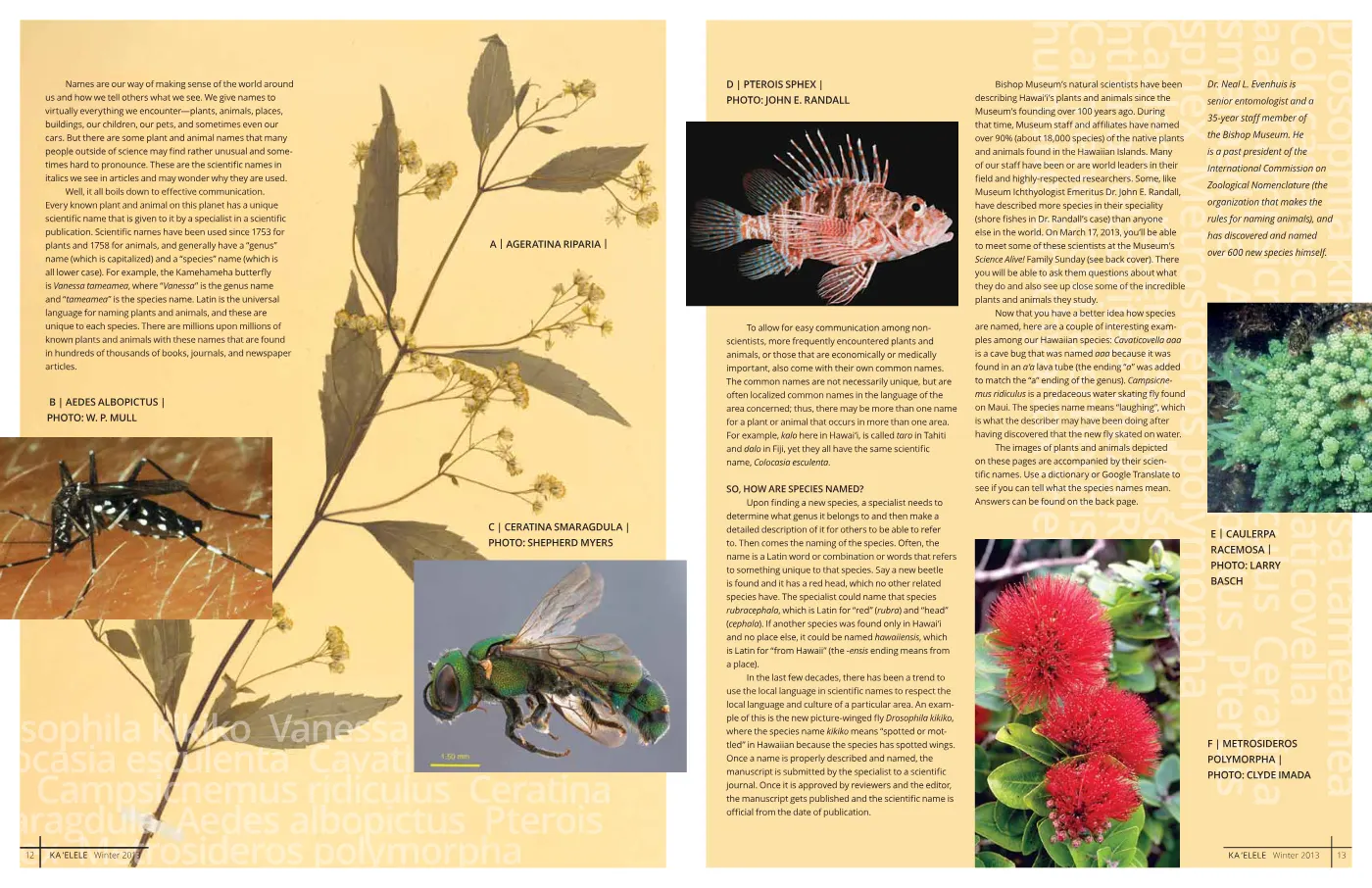 Ka ʻElele Winter 2013, page 8