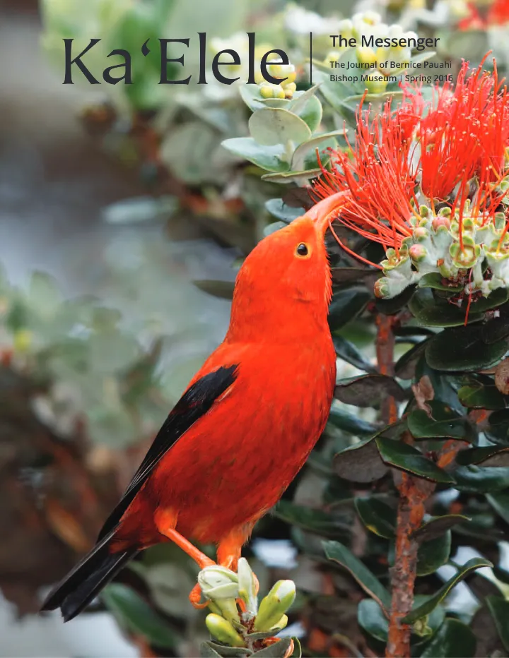 Cover of Ka ʻElele, Spring 2016