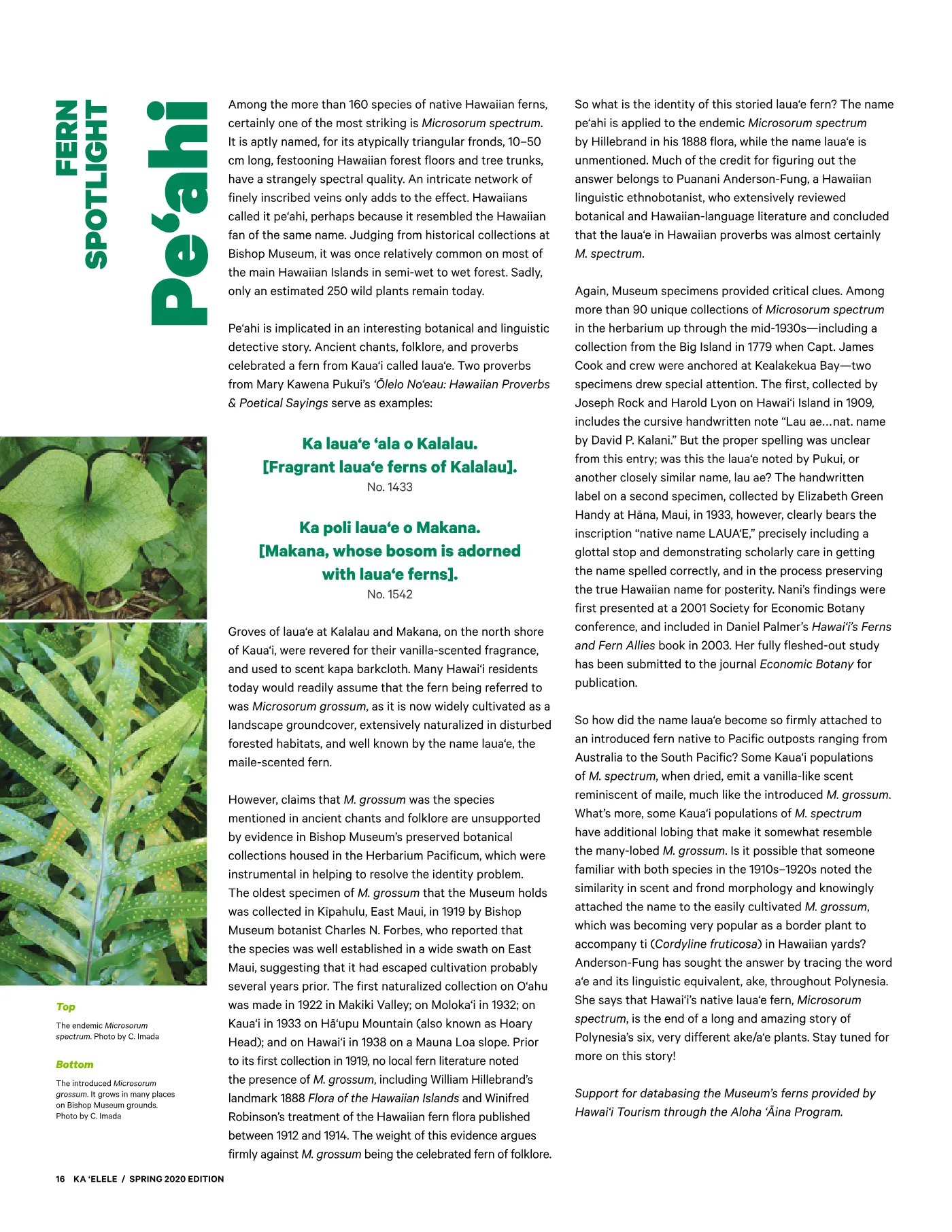 Ka ʻElele Spring 2020, page 16